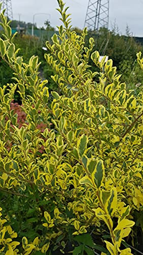 Ligustrum ibota MUSLI® 'Muster' / Troène à petites feuilles panachées/Conteneur de 3 à 4 litres