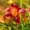 Taglilienzwiebeln-Winterhart MehrjäHrig,Hemerocallis Knollen,Taglilien Pflanzen,Taglilien Zwiebeln Winterhart MehrjäHrig,Winterharte Stauden,Bonsai Pflanze-10zwiebeln-c