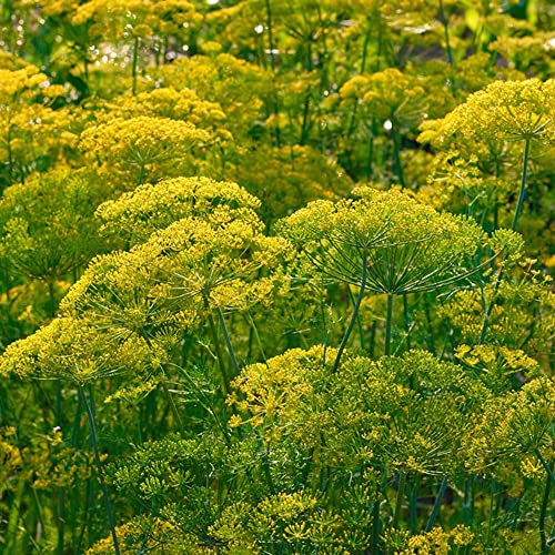 semillas de eneldo perennes resistentes - Decoración de oficina, jardín rocas, para balcón o invernadero, 50pcs