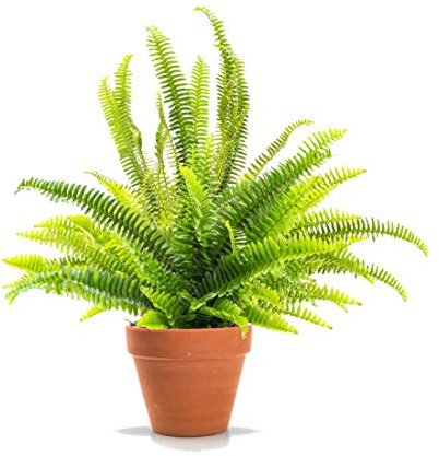 Helecho de Boston Nephrolepis Exaltata Planta Natural con Maceta de Cerámica Helecho Espada