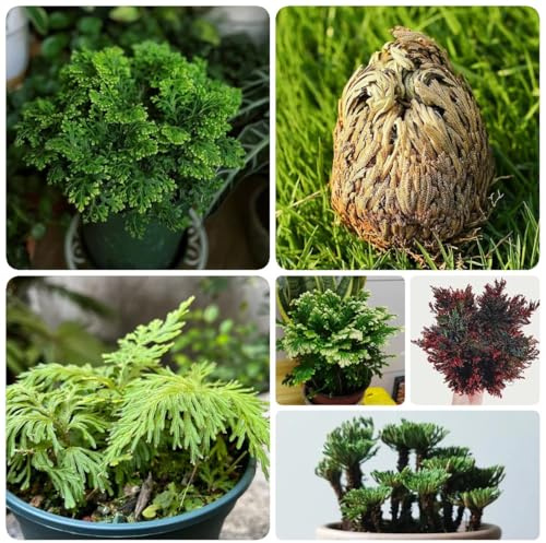 10 piezas comprar bulbos de rosa de jericó acónitos de invierno bulbos resistentes perennes Selaginella tamariscina salón decorativo regalos modernos para los amantes del jardín Regalos