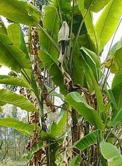 5 Semi di Banana Gigante Yunnan 2204 (Musa Itinerans Gigantea)