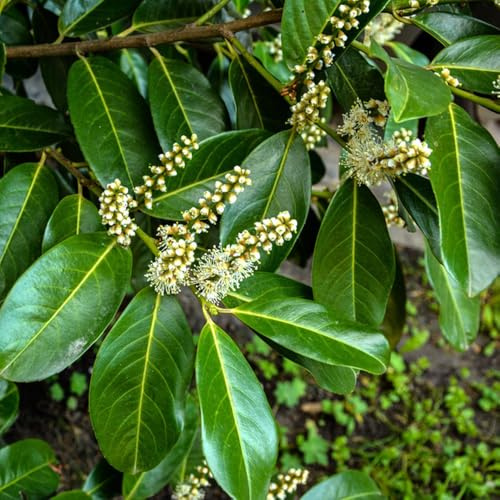 semillas de laurel cerezo - jardín perennes resistentes Cobertura del suelo elevado 50pcs