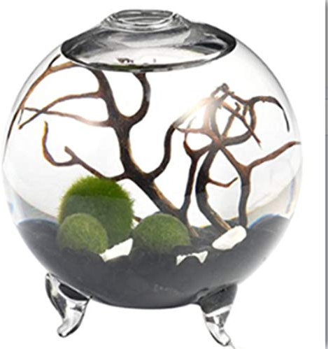 Kit d'aquarium, Vase en Verre avec Pieds, Boules de Mousse Vivante et Coquillage, Corail Noir, Vaisselle idéale pour Les Amis (8,9 x 10,1 cm, Style J)