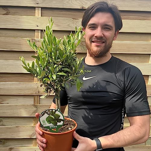 One Hardy Potted Olive Trees | Height 50-60cm | Evergreen Patio Tree