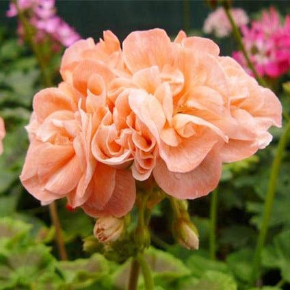 New 20 Pcs Geranium Apple Blossom Flower Seeds for Gardening Light Orange