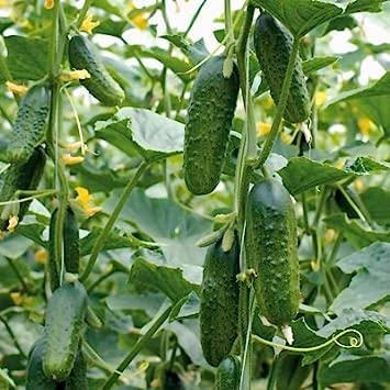 25 sementi biologiche di Excelsior cetrioli organici:Seeds
