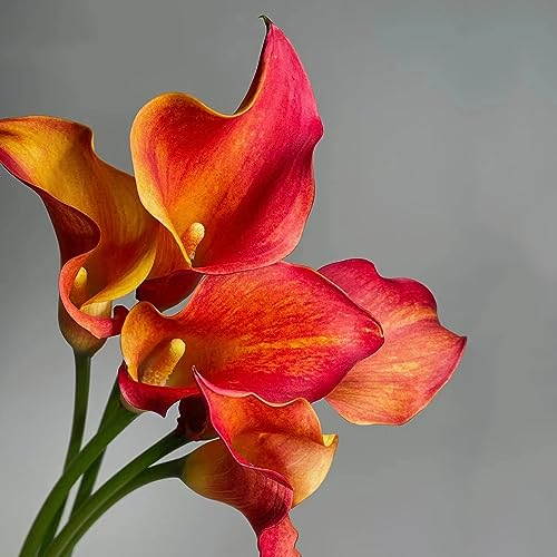 5 pcs Calla Zwiebeln Winterhart Mehrjährig, Frühlingszwiebeln Frisch Calla Lily Zwiebeln Gartenpflanzen Winterhart Mehrjährig Blumenzwiebeln Frühblüher Seltene Pflanzen Geschenke Für