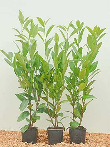 Prunus laurocerasus 20–40 cm (5er-Set) – Immergrün, Winterhart, Pflegeleicht – Kirschlorbeer – Heckenpflanze für Garten & Sichtschutz
