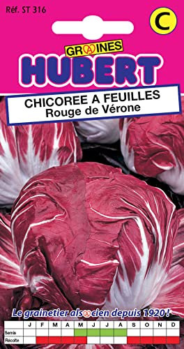 Graines de Chicorée à Feuilles Rouge de Vérone - 3 grammes