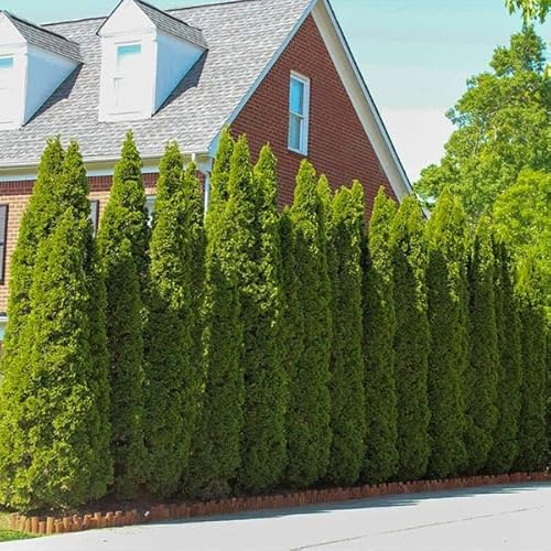 Brighter Blooms - Emerald Green Arborvitae, 5-6 ft. - No Shipping to AK, AZ, HI, OR
