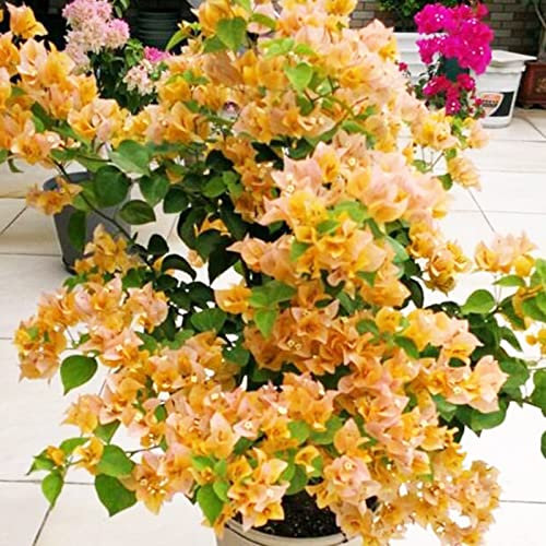 150 Pcs Graines de Bougainvillier Non-OGM, Plante Grimpante Résistante à la Sécheresse, Fleurs Vibrantes pour Jardins, Treillis, Contenants (Jaune)