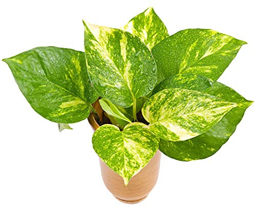 Epipremnum pinnatum Aureum | Bright Variegated Hanging Indoor Tropical Plant