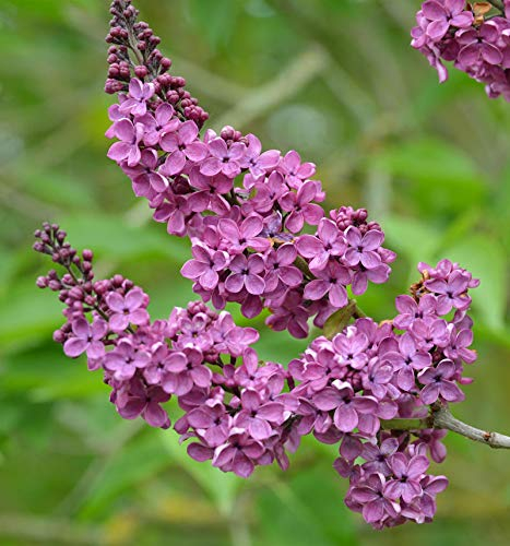 Edelflieder Andenken an Ludwig Späth 60-80cm - Syringa vulgaris