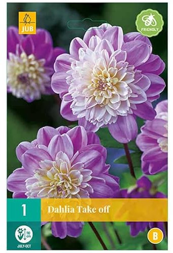 Jub - 1 bulbe Dahlia Take Off
