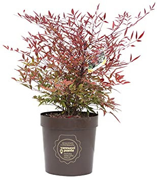 Nandina domestica, Pianta vera in vaso Vannucci Piante, Pianta da terrazzo (cod.22) (1x)