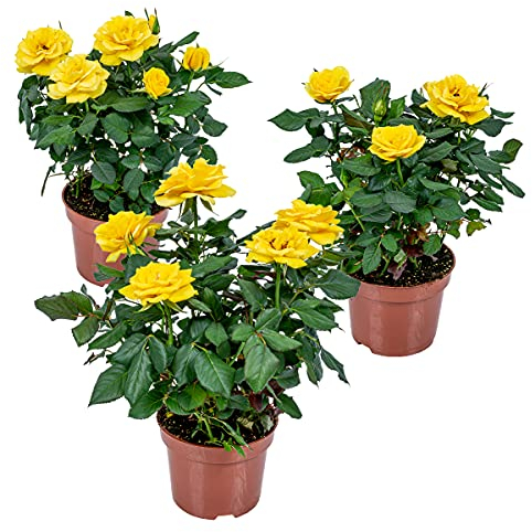 Bloomique - Lot de 3 - Rosier Nain Jaune - Plantes d’intérieur & extérieur - Terrasse & Jardin - Rustique - 20-30 cm de Haut - Pot 12 cm