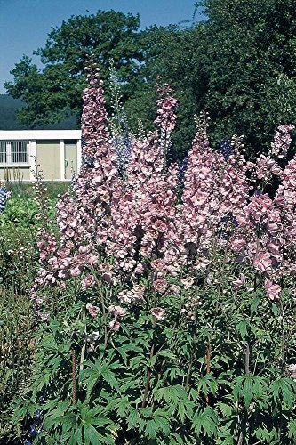 Fiore - Delphinium - Pacific Astolat - 500 Semi - Confezione Maxi