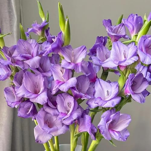9bulbos de gladiolo cebollas frescas, decorativas de gladiolo de otoño, primavera de tempranas