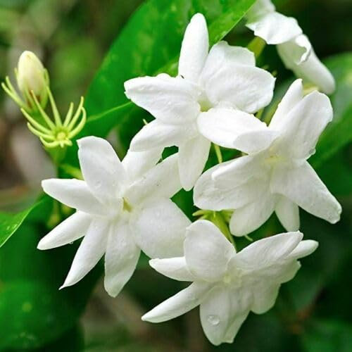Gelsomino bianco Jasminum officinalis 3 piante rampicanti in vaso ø9 cm Vivaio di Castelletto