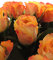 10 Rosen in Hellorange - 40cm Stiellänge mit 4-6 cm großen Blüten