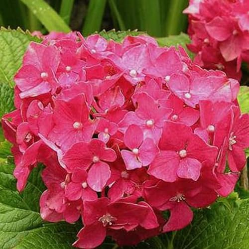 Bauernhortensie 'Deutschland' - Hydrangea macrophylla 'Deutschland' 25-30 cm - 25-30 cm Topf