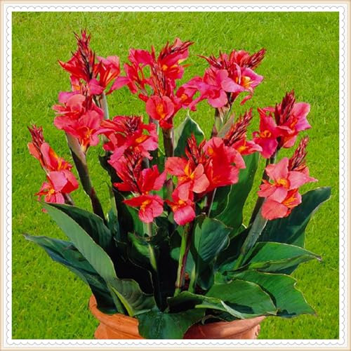 Bulbes de lys Canna Jumbo : créez une superbe décoration de jardin avec ces favoris vivaces - 2 bulbes-E
