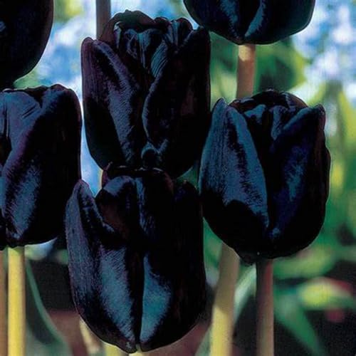 Tulipano Bulbi,Compatti- Naturali, Vitali -Robusti, Freschi-4 Bulbi-C