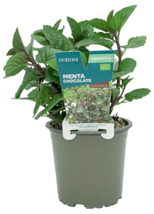 Verdecora Menta Chocolate en maceta Ø11cm | Mentha x piperita f. citrata | Planta de Interior y Exterior | Hojas Aromáticas y Refrescantes | Ideal para Cocina y Decoración