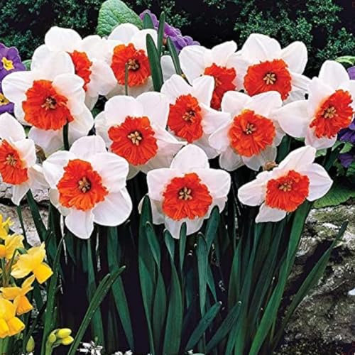 Narcissus Bulbs,Strong Plants That Grow Well,Cut Flowers,Greening Flower,Daffodil Bulbs,Excellent Display Indoor Perennial,Flowering Rhizome,Balcony Garden Bulbs.-15Bulbs-G