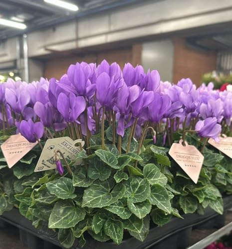 POWERS TO FLOWERS - CICLAMINO DRAGON BLUE, 2 PIANTE, VASO 12CM DIAMETRO, piante vere