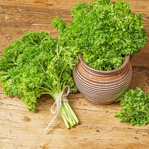 semillas de perejil perenne resistente culinarias, perejil orgánico de perennes, jardín 200pcs