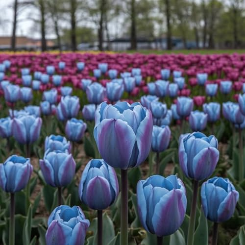 Se Adaptan a Suelos Bien Drenados -Apropiados para Macizos y Macetas- Bulbos de Tulipán - Tulipán bulbos-15 Bulbos-A