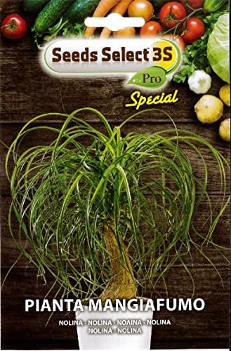 PIANTA MANGIAFUMO (NOLINA RECURVATA) SEMI IN BUSTINA