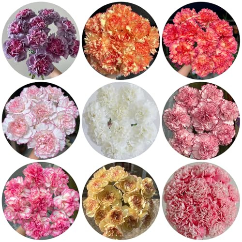 Semi di garofano perenni resistenti, giardino, vecchie varietà 150pcs