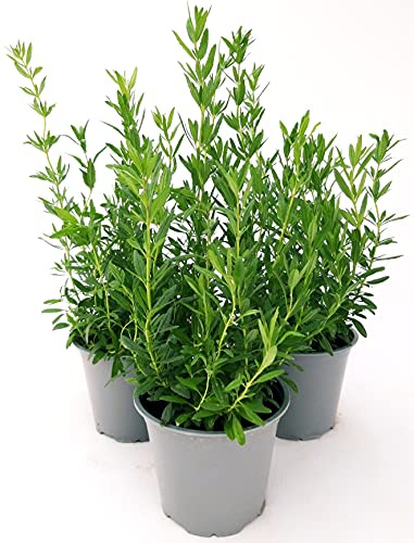 POWERS TO FLOWERS - HISSOPUS OFFICINALE, 3 PIANTE IN VASO 14CM, pianta vera