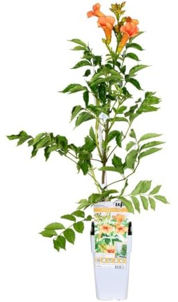 Garden Center Shop | Plantas Trepadoras Naturales | Bignonia, Wisteria, Jazmín Estrella, Madreselva, Passiflora, Hiedra (Bignonia India Summer)