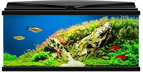 Ciano BLACK Aqua 80 LED Tropical Glass Aquarium - Includes Filter, Lights