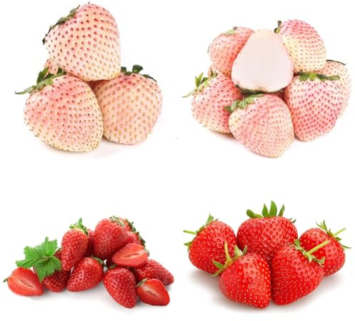 semi di fragola, fragola biologici, balcone rustiche, perenni, luoghi soleggiati resistenti all'esterno 200pcs