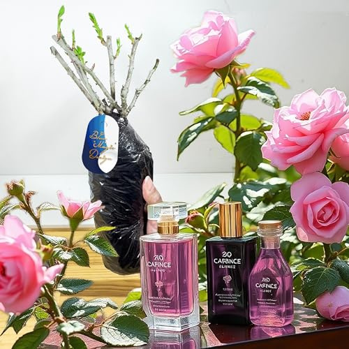 Pink Peace Perfume Rose Live Bush Plant Hybrid Tea Fragrant Large Bloom Flowering Shrub Perennial Outdoor Garden Patio Border Container