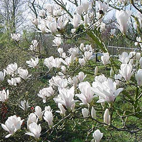 Magnolie 'Alba Superba' - Magnolia Soulangiana 'Alba Superba' - 50-60 cm Topf - Weiße Blüten mit auffälliger Blütenform
