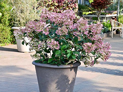 Rispenhortensie 'Wims Red' - Blüte rosa & weiß - Hydrangea paniculata Wims Red - Containerware 40-60 cm - Garten von Ehren®