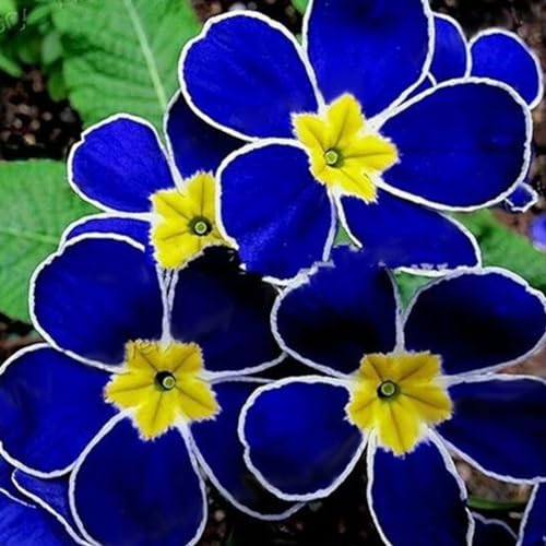 100 Stück Seltene Blaue Abendkerzensamen Einfach zu Growen Garten Dekor Pflanze Blume Garten Samen zum Pflanzen Jetzt