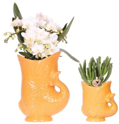 Kolibri Orchids Set aus weißer Nazaré-Orchidee und Sukkulente in dekorativem orangenem Fisch-Topf - Topfgröße 9cm & 6cm