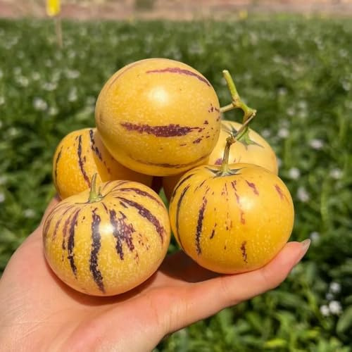 Semi di melone pero, da frutto nani resistenti fresca serre da balcone frutto colonnare resistente da balcone resistenti 30pcs