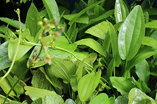8 Echinodorus surtidos para acuario. Plantas acuáticas naturales