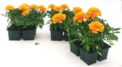 POWERS TO FLOWERS - TAGETE ARANCIONE GAROFANO D'INDIA, 12 PIANTE, piante vere