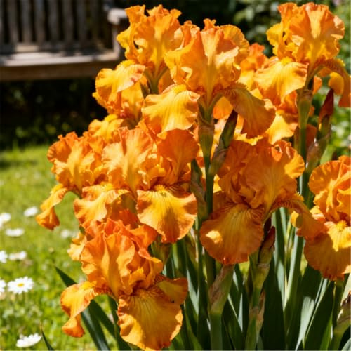 Iris eretto/Rizoma di Iris tedesco/Decorazione da giardino/Resistente al freddo/Orto/Anti-cervi-4 PCS-H