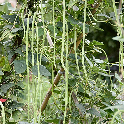 Meterbohne - Spargelbohne - Yardlong Bean - 50 Samen