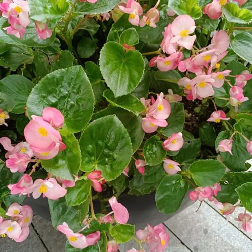 semillas de begonia de interior Begonia trucha semillas resistentes jardines rocas decoración raras balcón variedades antiguas orgánicas 30pcs